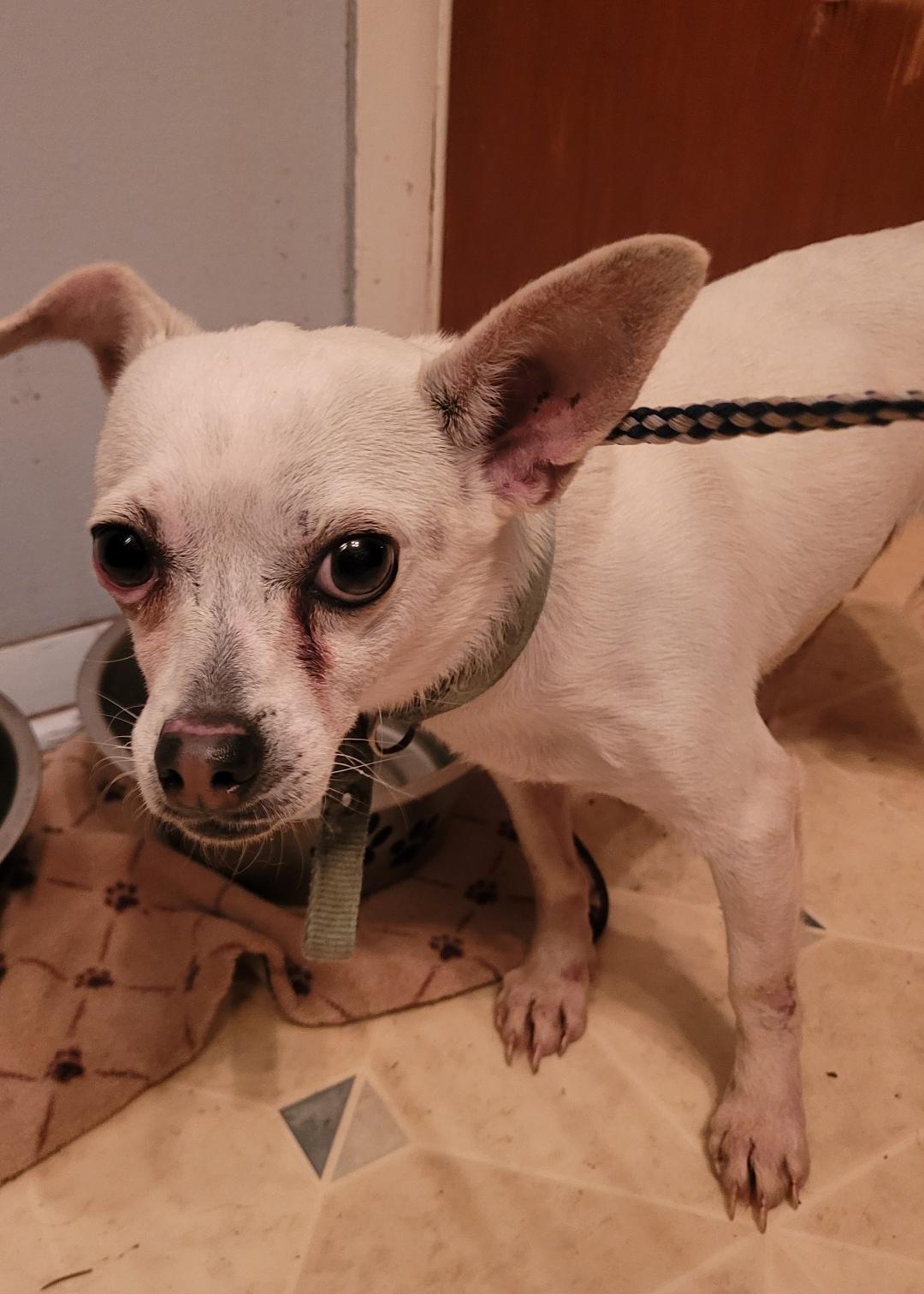 Enlarge Simon ( Please read my description I am in a holistic rescue), a ADOPTABLE Chihuahua in Warren, MI image 3/4