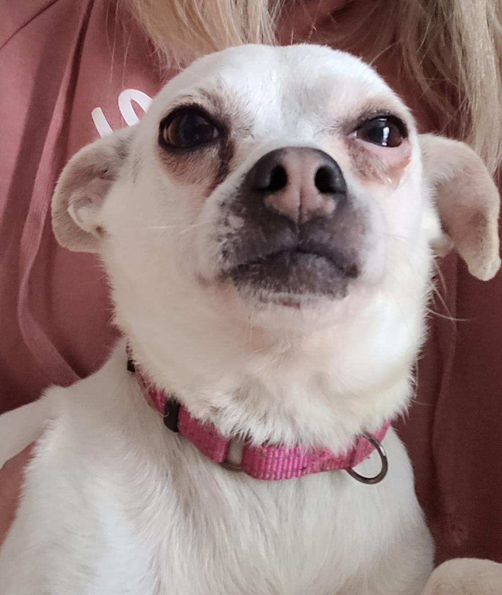 Enlarge Simon ( Please read my description I am in a holistic rescue), a ADOPTABLE Chihuahua in Warren, MI image 4/4