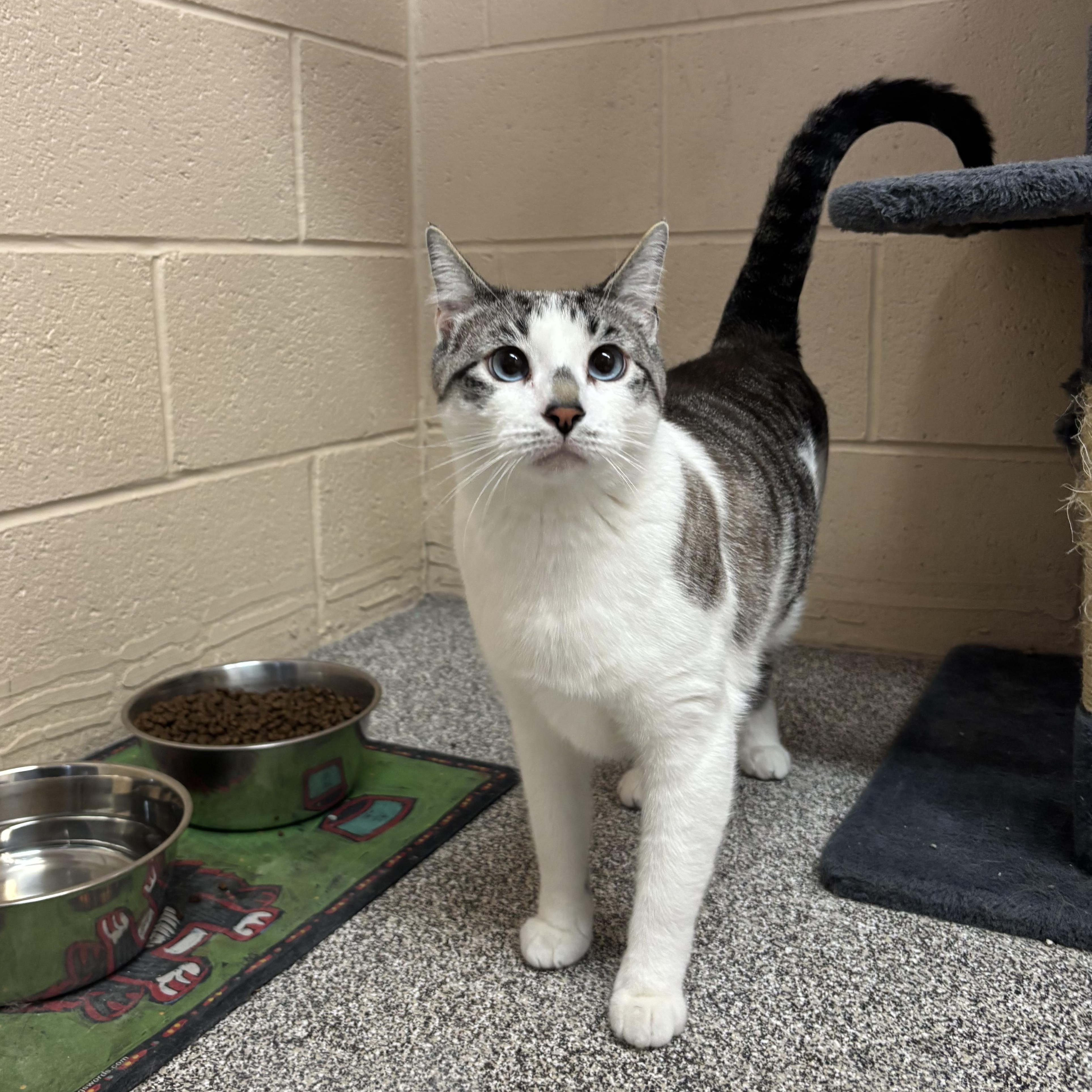 Leo, a Adoptable Domestic Short Hair in Washington, UT image 2/6
