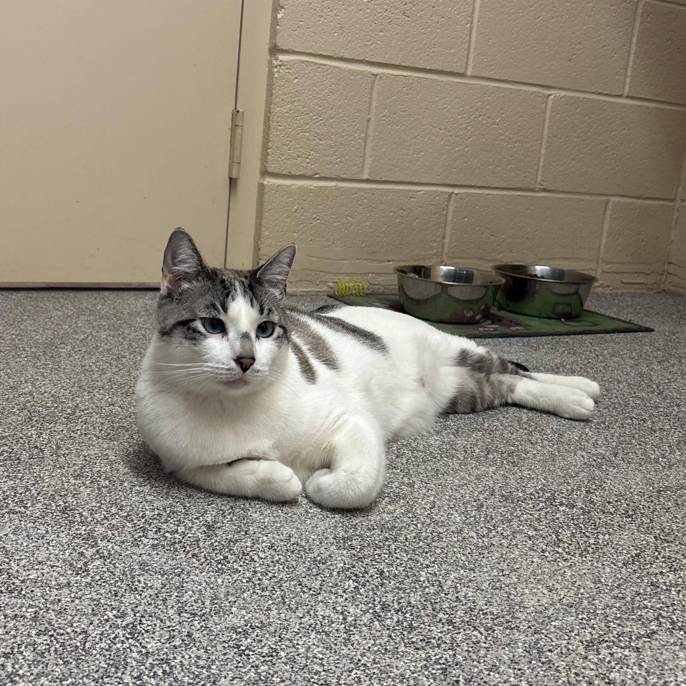 Leo, a Adoptable Domestic Short Hair in Washington, UT image 3/6