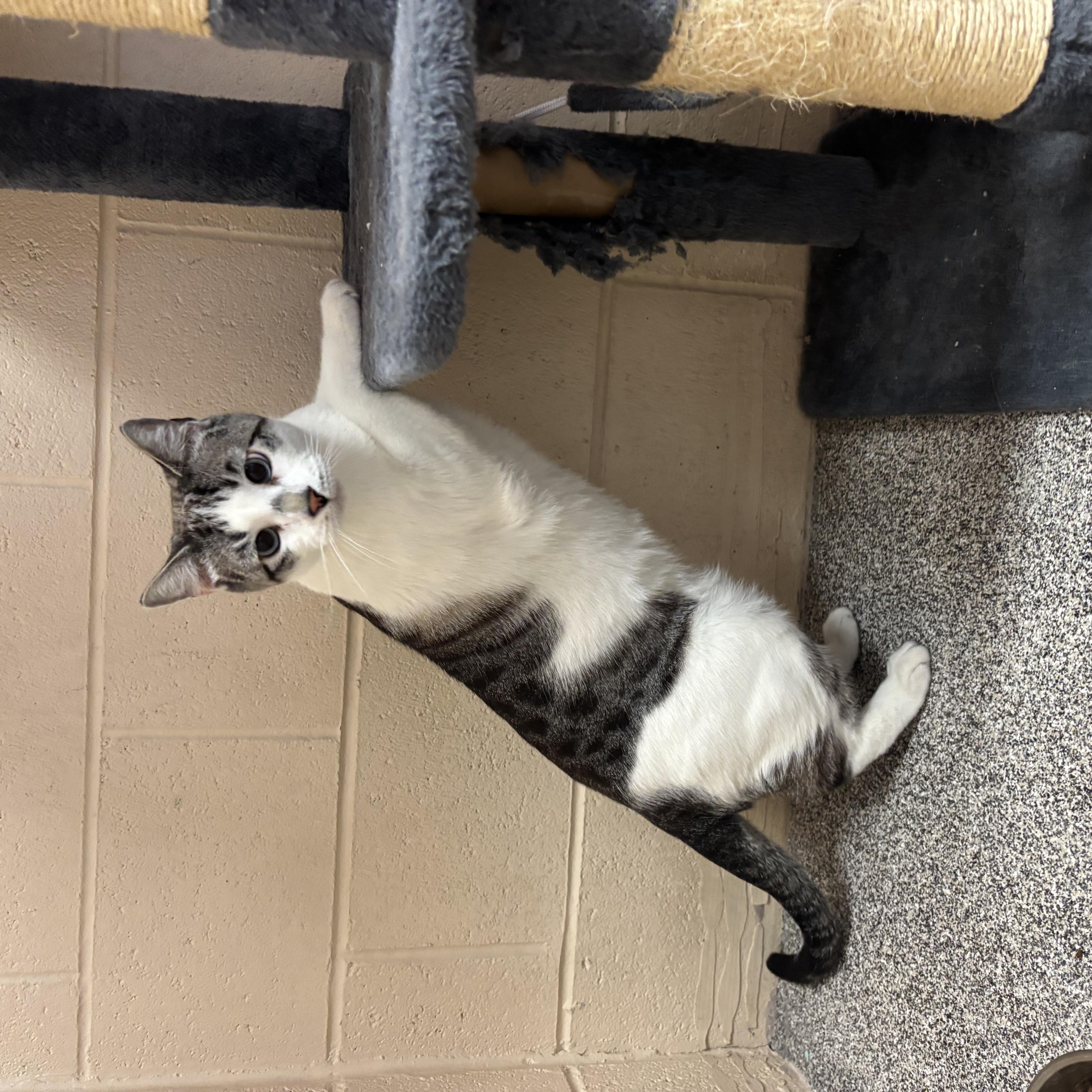 Leo, a Adoptable Domestic Short Hair in Washington, UT image 6/6
