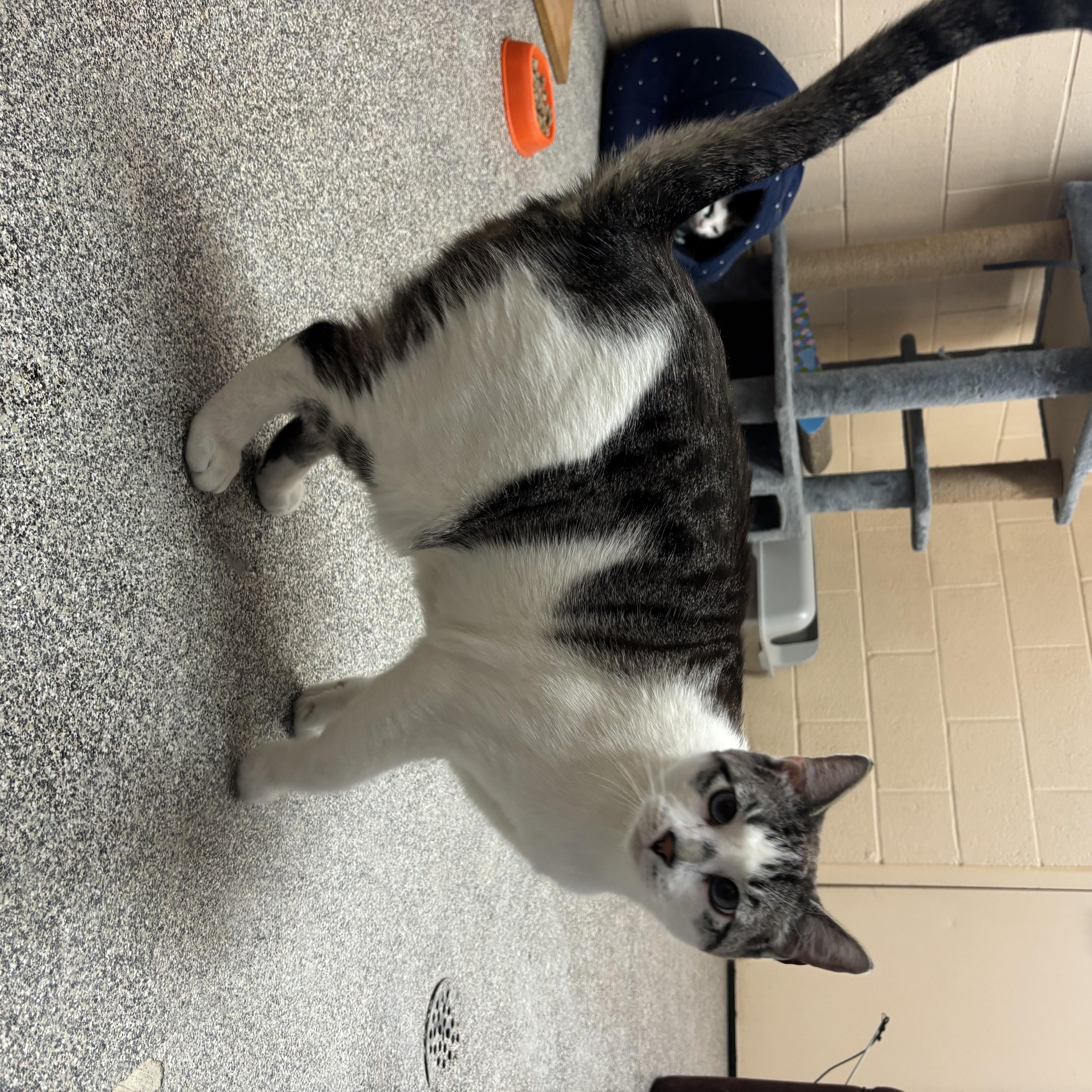 Leo, a Adoptable Domestic Short Hair in Washington, UT image 5/6