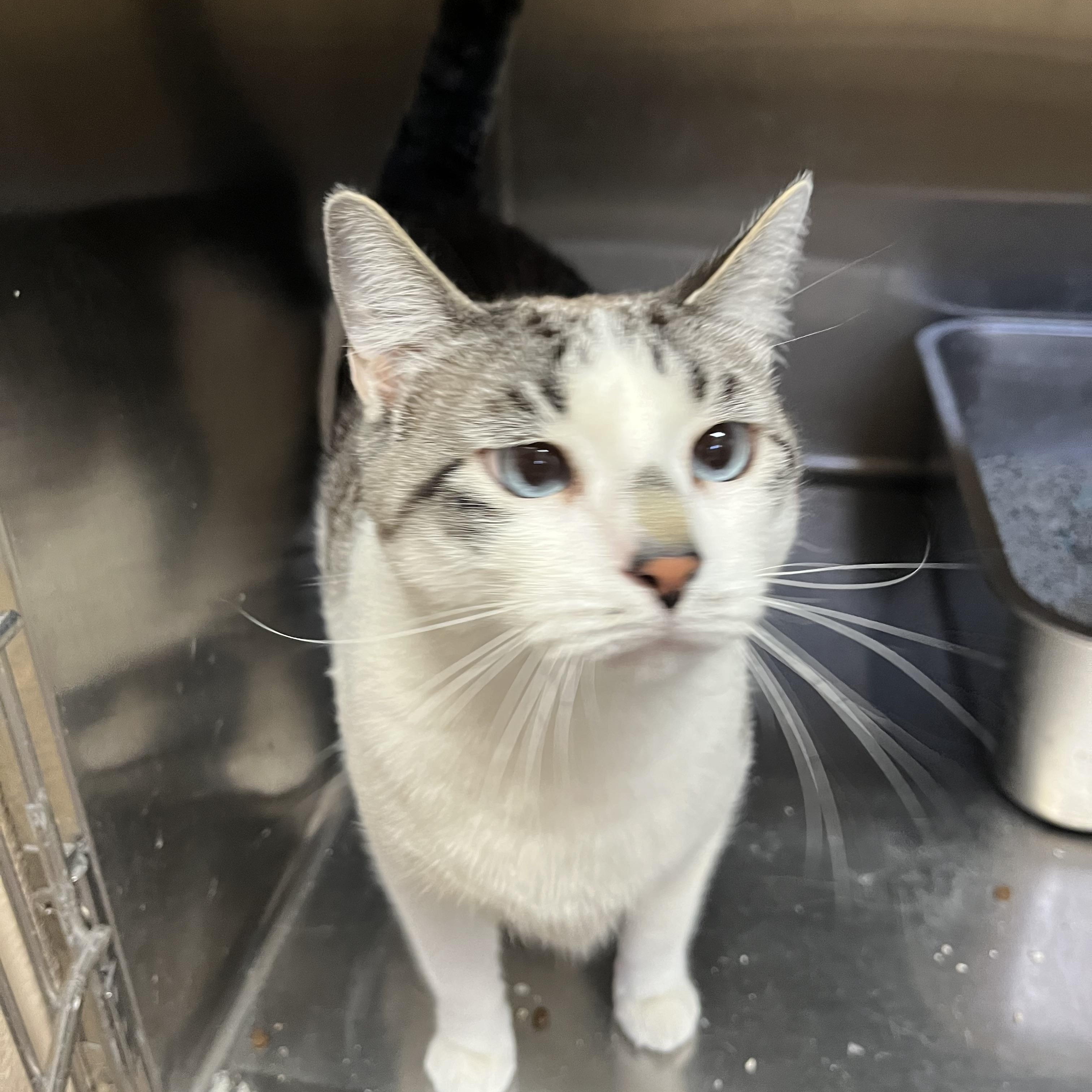 Leo, a Adoptable Domestic Short Hair in Washington, UT image 4/6