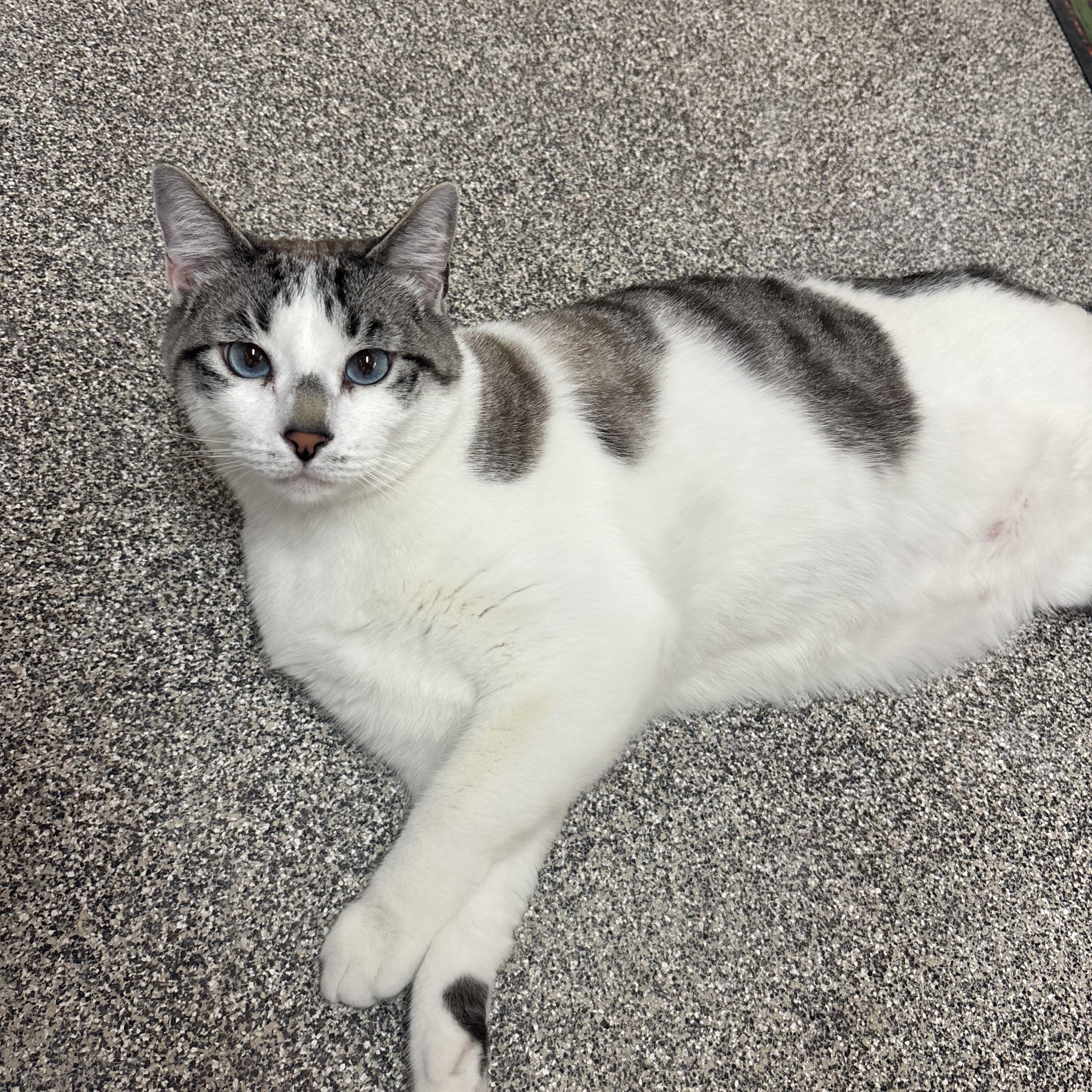 Leo, a Adoptable Domestic Short Hair in Washington, UT image 1/6