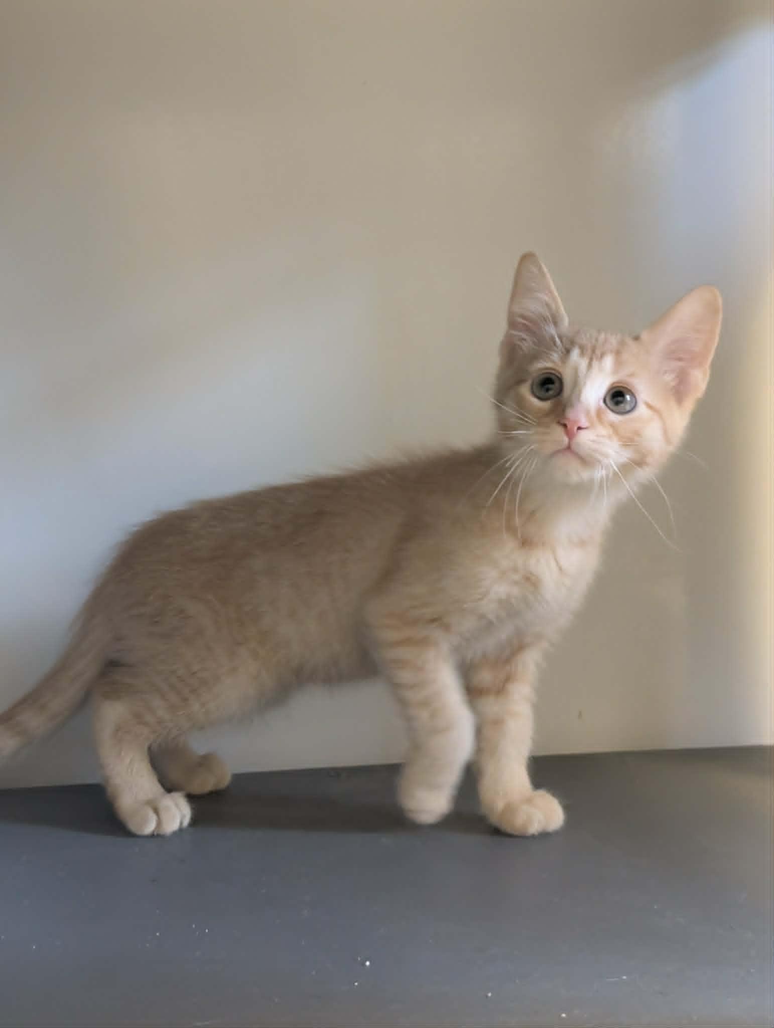 Enlarge Slugger, a Adopted mixed breed in Waupun, WI image 2/4
