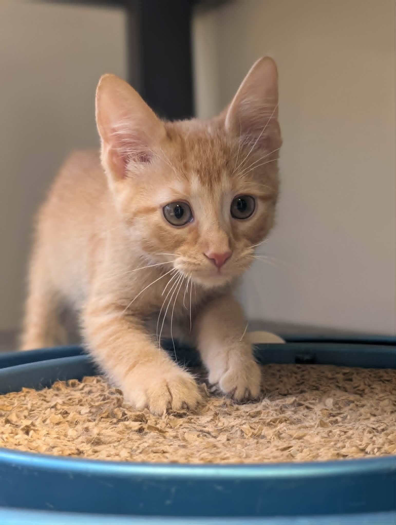 Enlarge Slugger, a Adopted mixed breed in Waupun, WI image 4/4