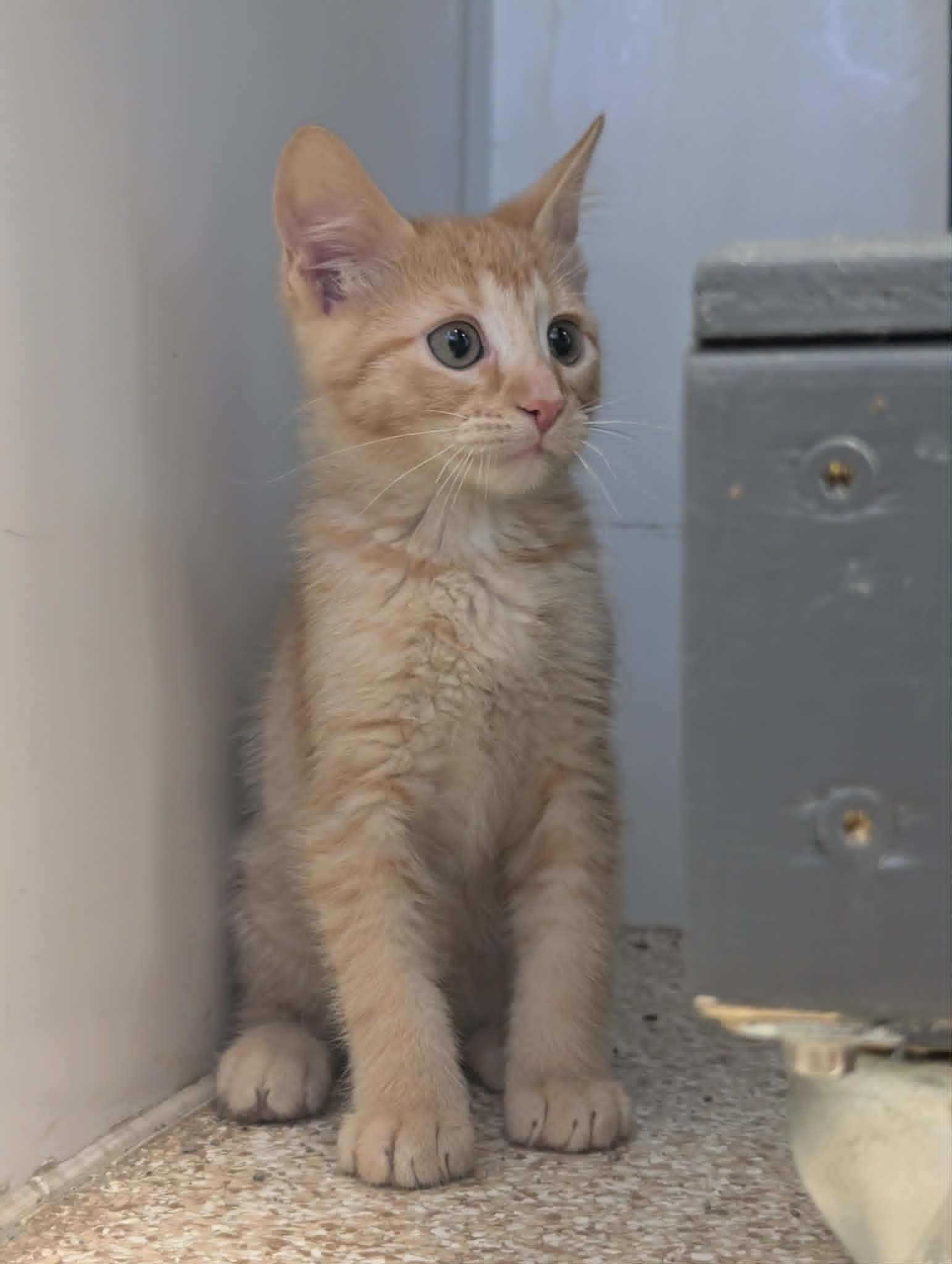 Enlarge Slugger, a Adopted mixed breed in Waupun, WI image 1/4
