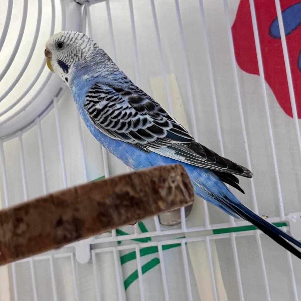 Cher, adopted, Adult Female Parakeet (Other).