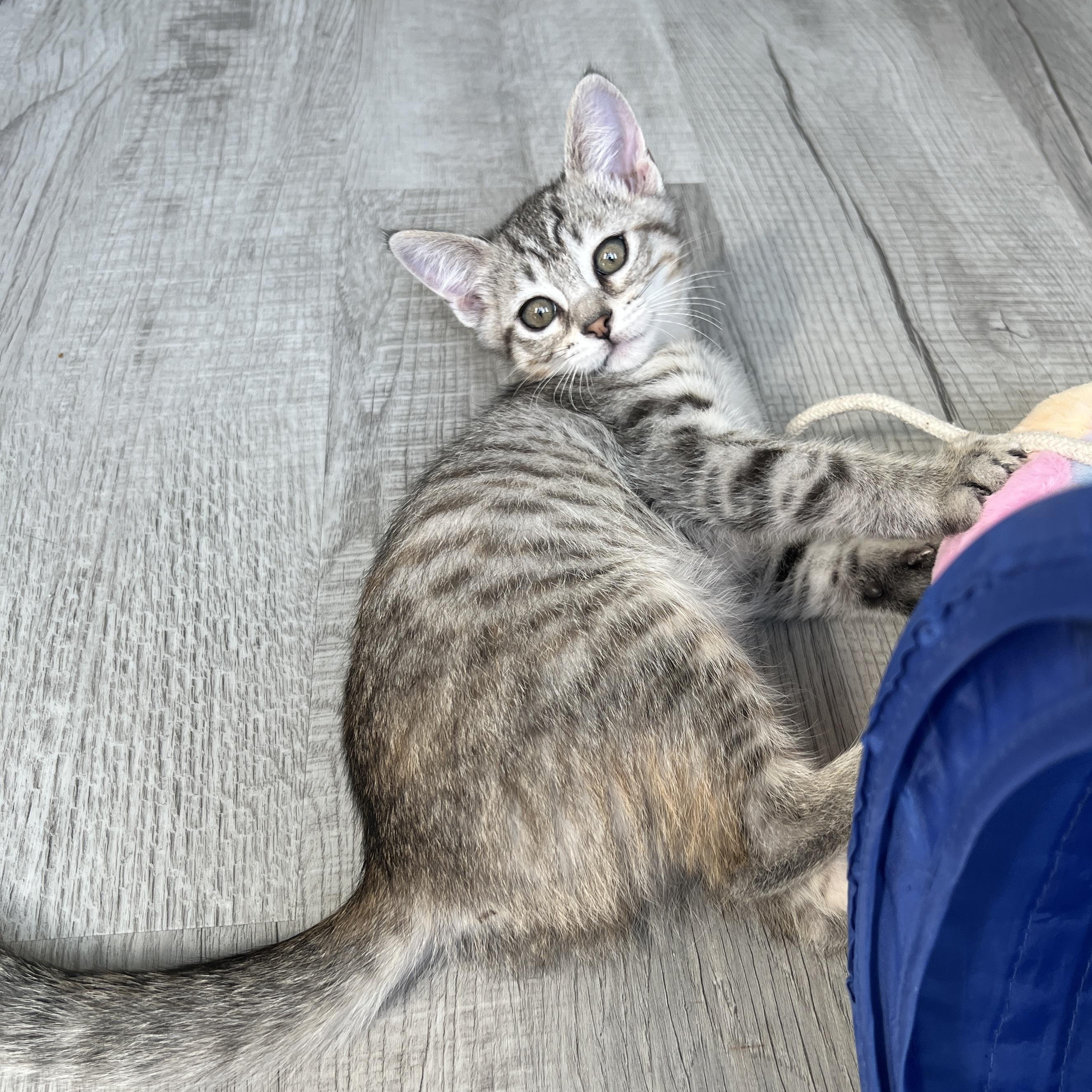 Enlarge Juno, a ADOPTABLE Domestic Short Hair in New Bern, NC image 1/5