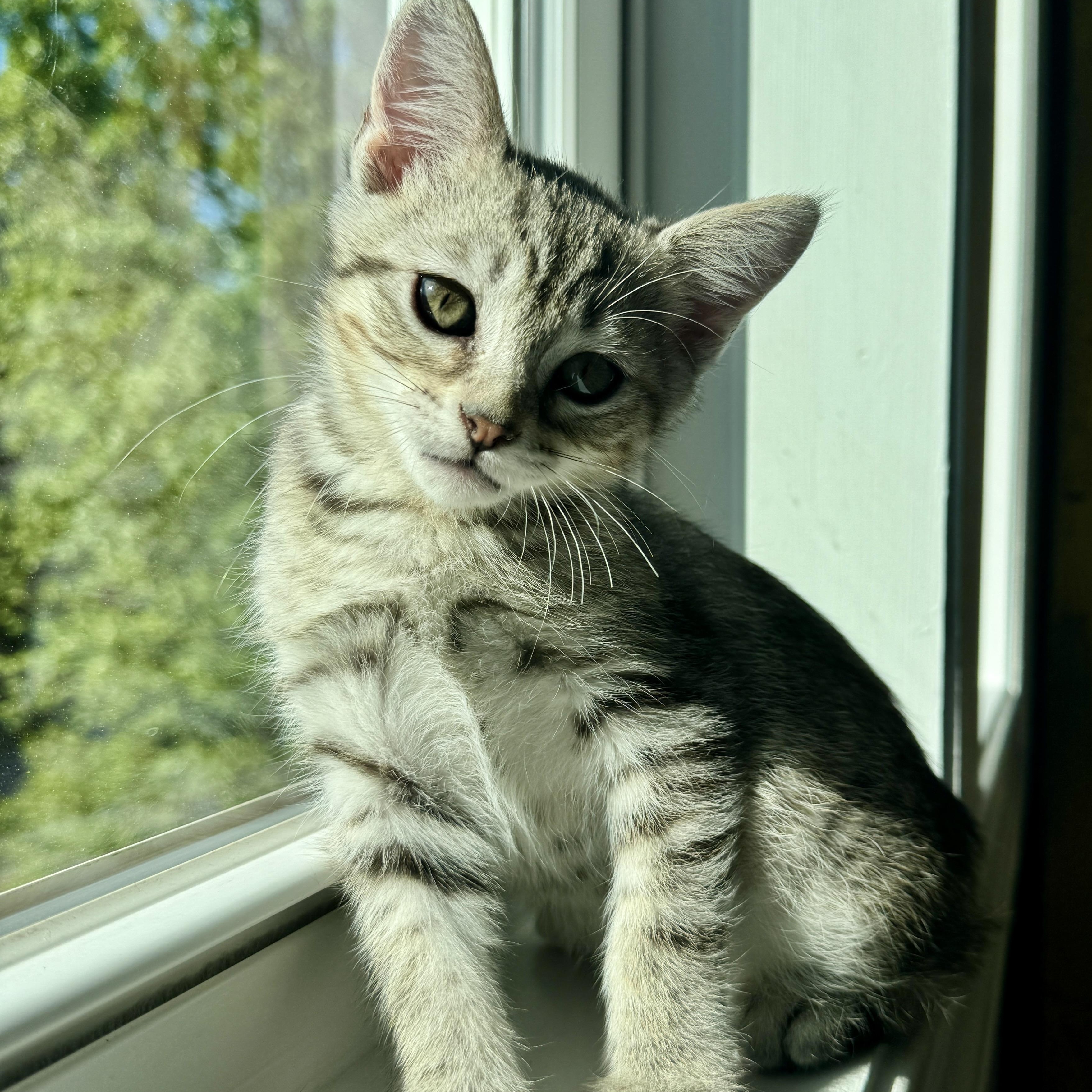 Enlarge Juno, a ADOPTABLE Domestic Short Hair in New Bern, NC image 4/5