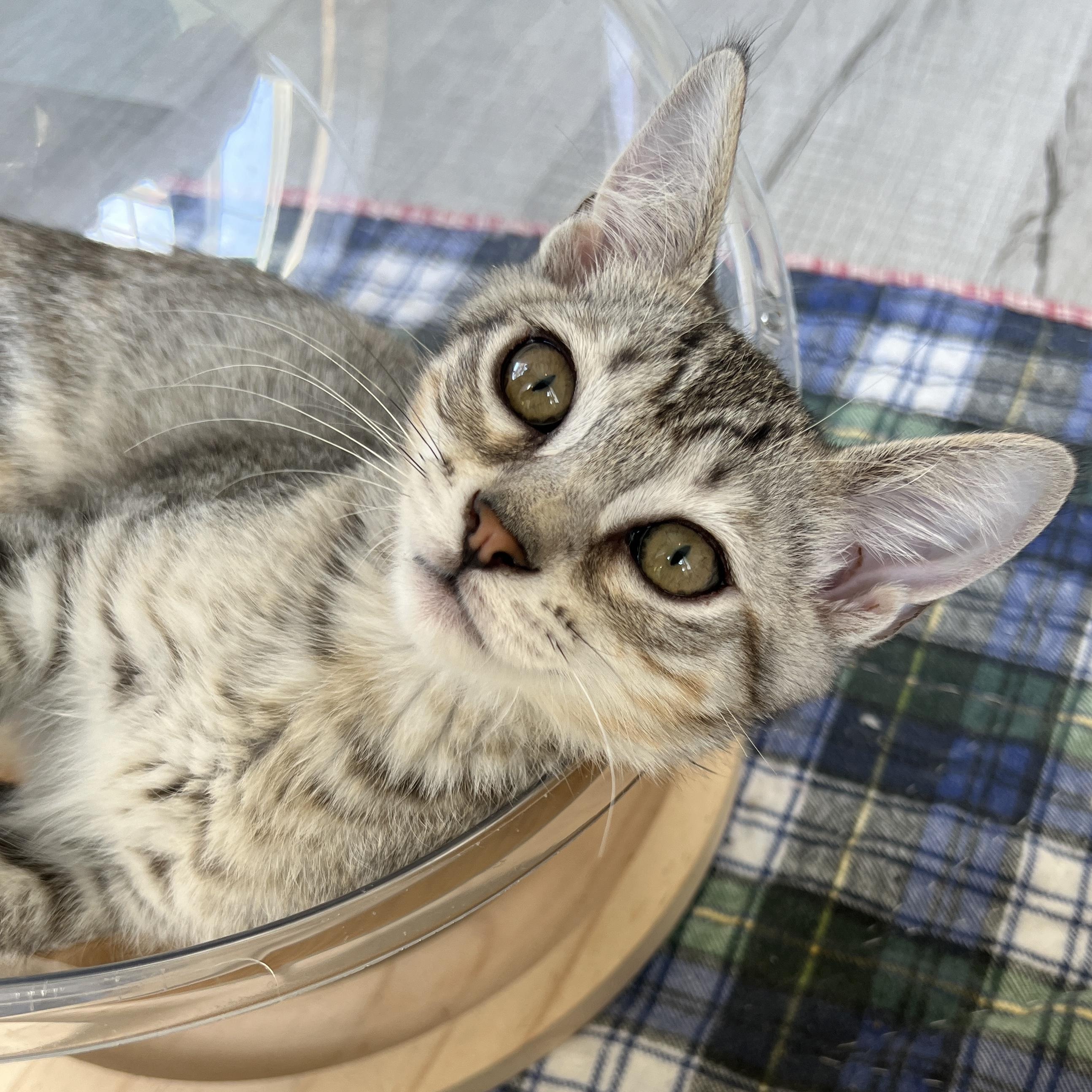 Juno, a ADOPTABLE Domestic Short Hair in New Bern, NC image 1/4