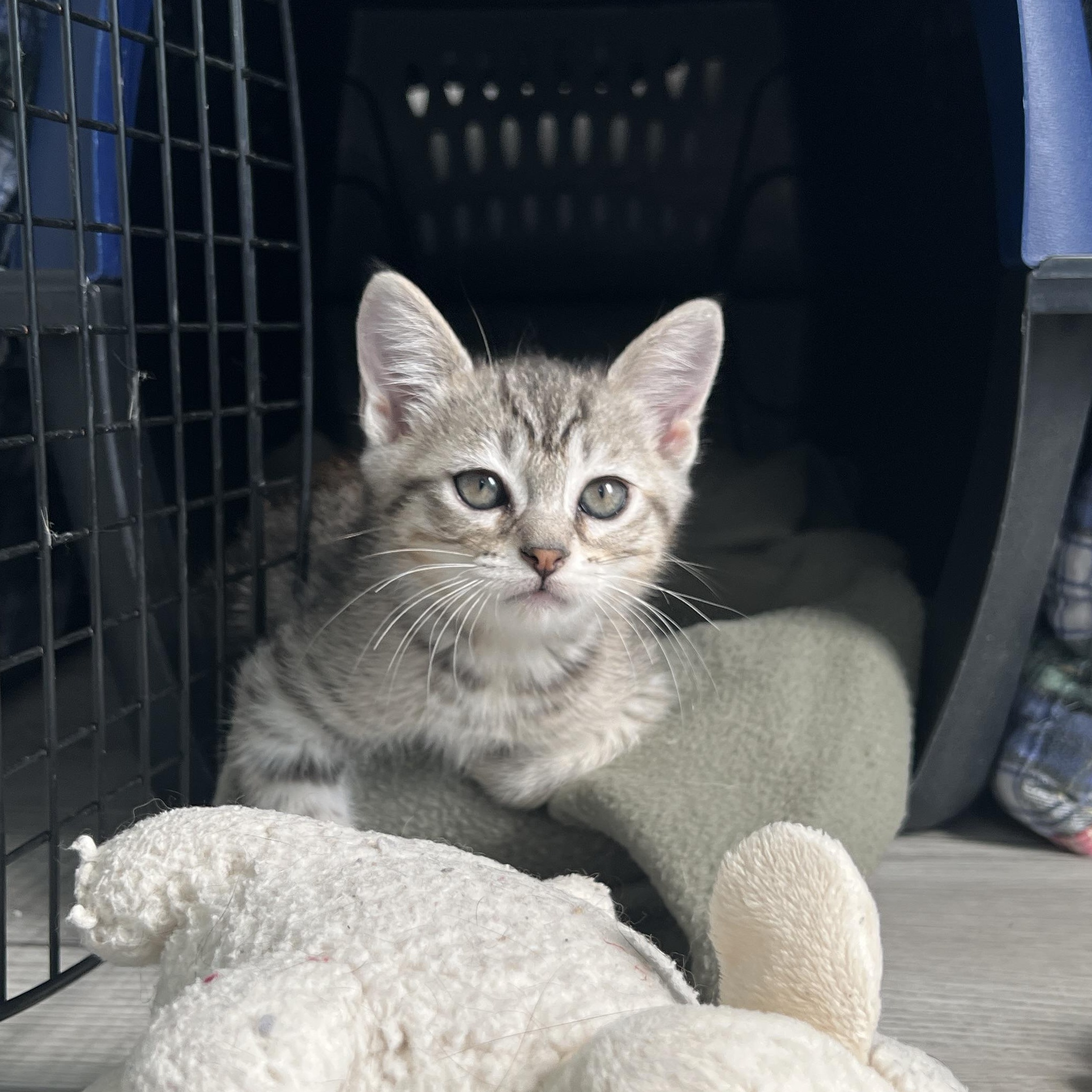 Enlarge Juno, a ADOPTABLE Domestic Short Hair in New Bern, NC image 2/5