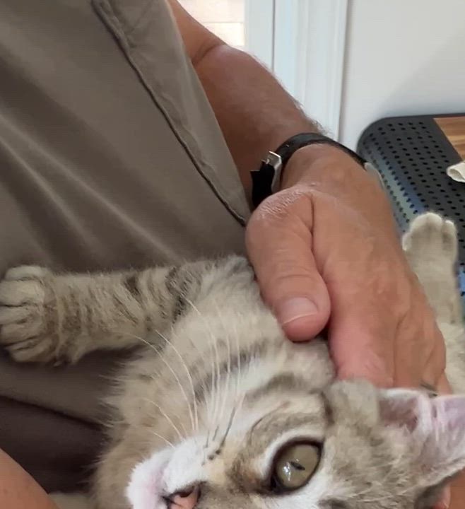Enlarge Juno, a ADOPTABLE Domestic Short Hair in New Bern, NC video 4/4