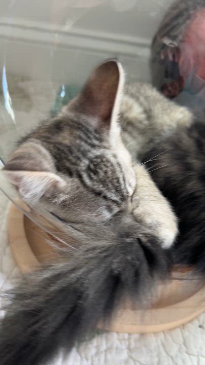 Enlarge Juno, a ADOPTABLE Domestic Short Hair in New Bern, NC video 5/5