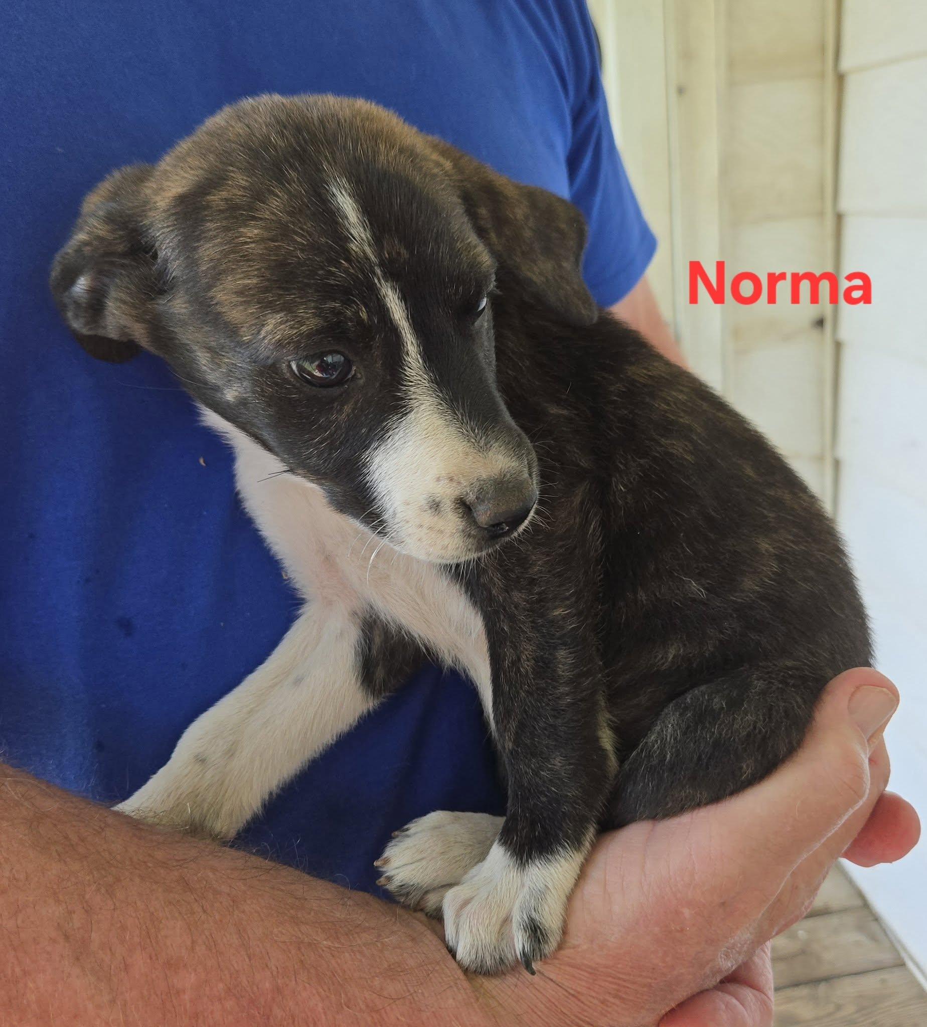 Norma, adopted, Puppy Female Australian Shepherd & Great Pyrenees.