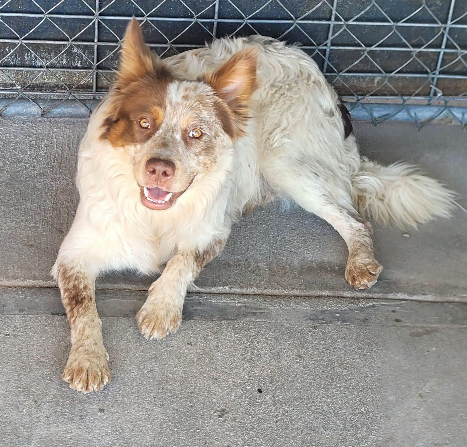 Wolfie, Adopted, Adult Male Mixed Breed.