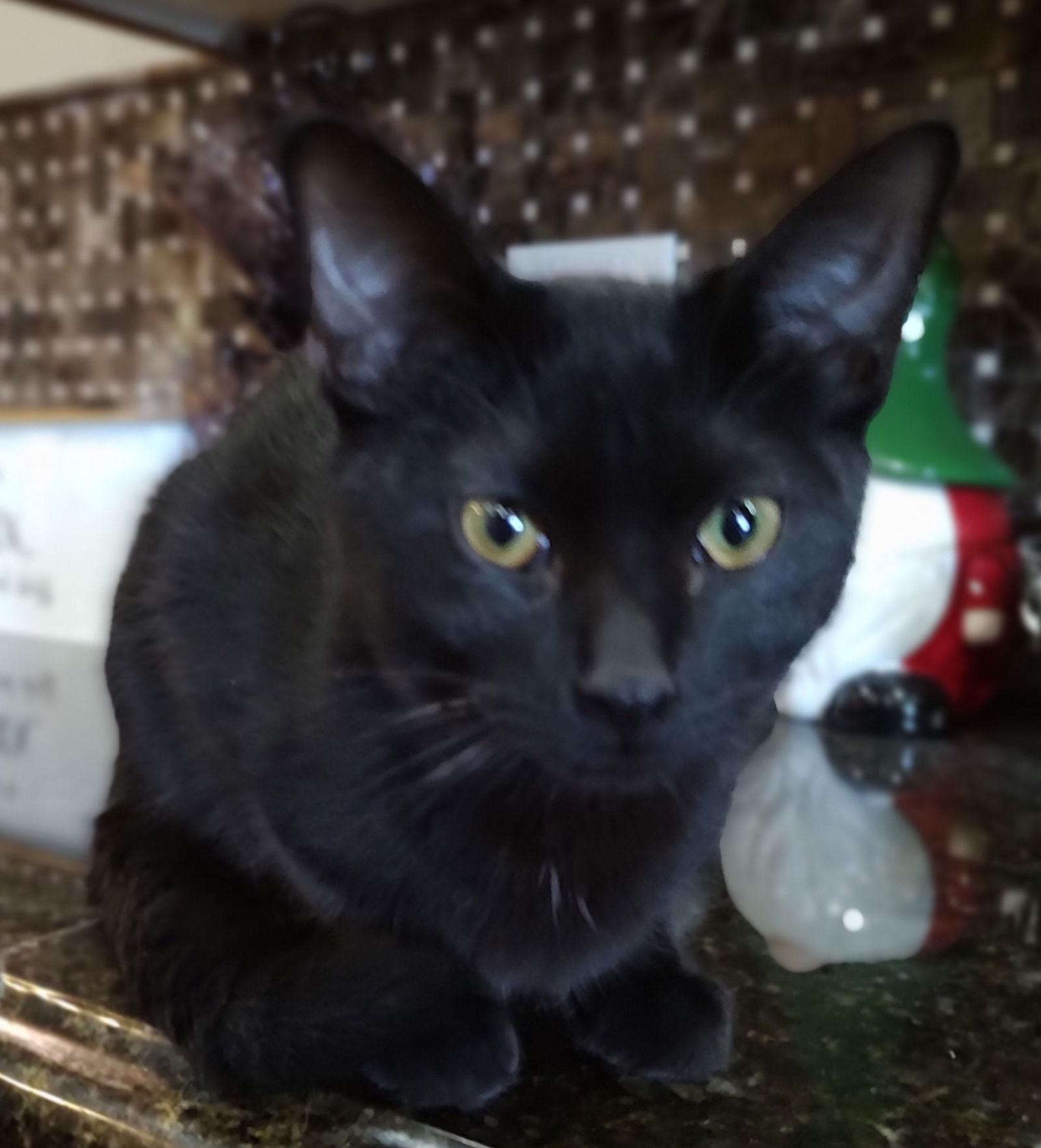 Enlarge Cringle, a Adopted Domestic Short Hair in Phoenix, AZ image 1/2