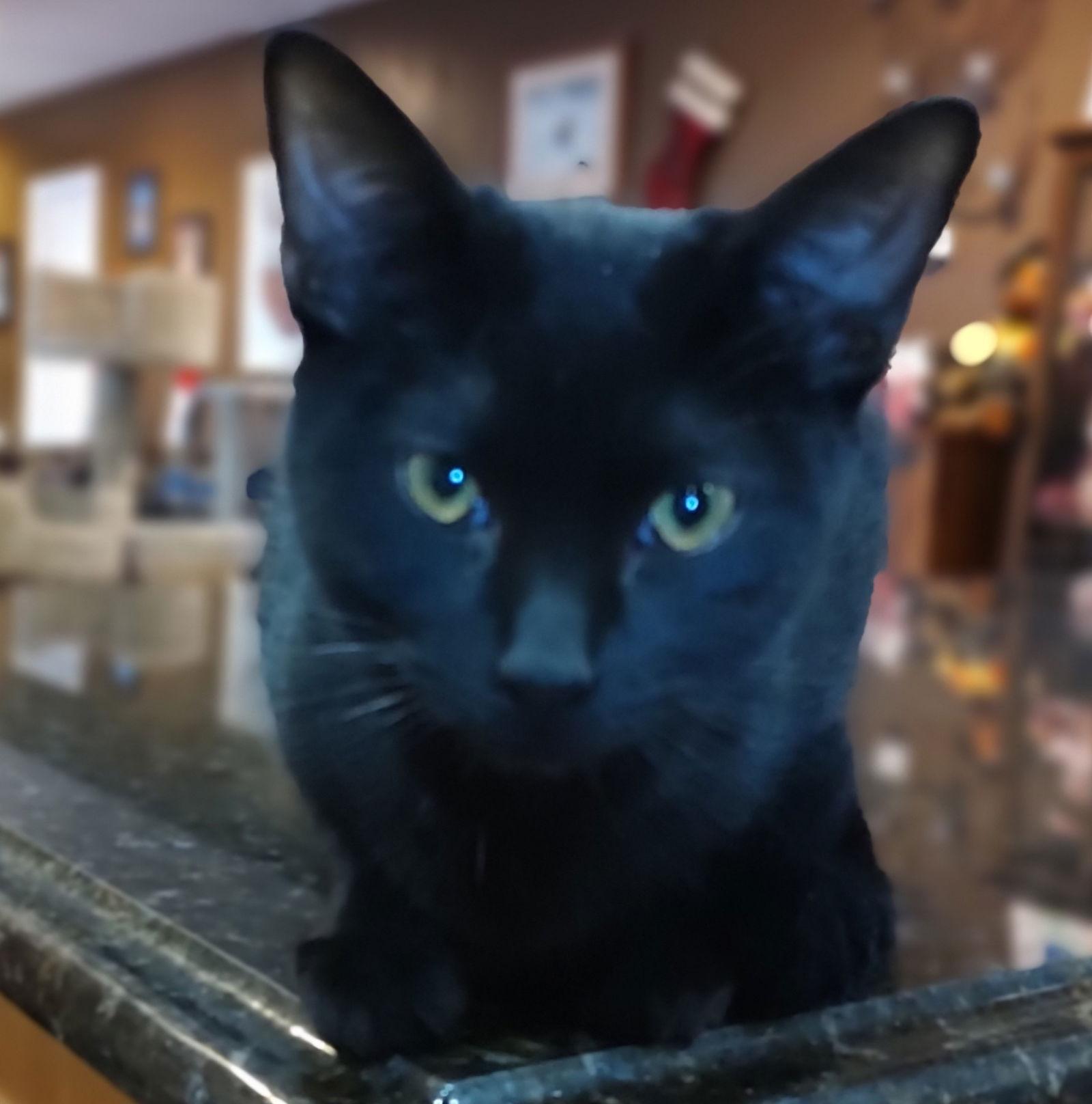 Enlarge Cringle, a Adopted Domestic Short Hair in Phoenix, AZ image 2/2