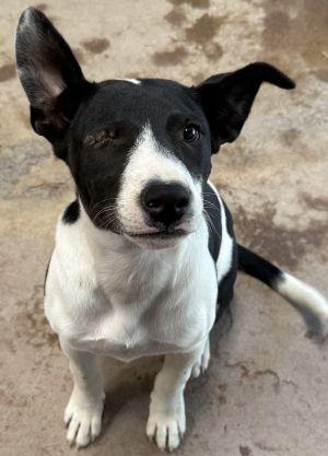 Enlarge Domino, an adopted mixed breed in Savannah, MO image 1/1