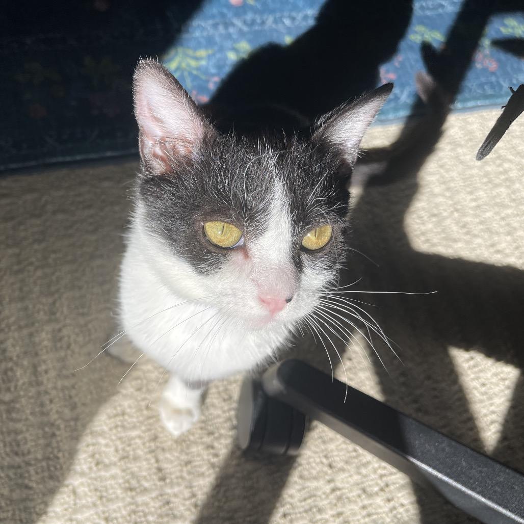 Siobhan, Adoptable, Kitten Female Domestic Short Hair.