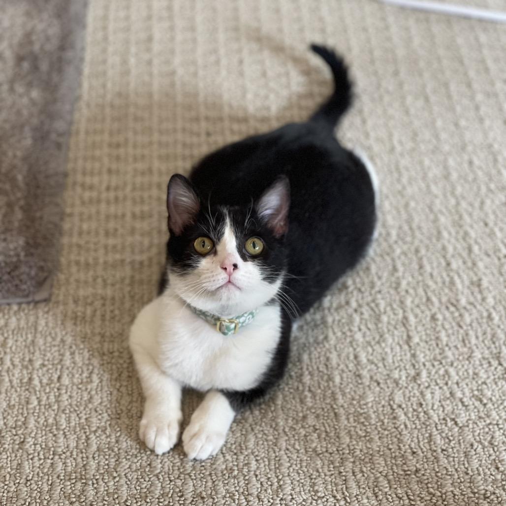 Enlarge Siobhan, a Adoptable Domestic Short Hair in Long Beach, CA image 2/6