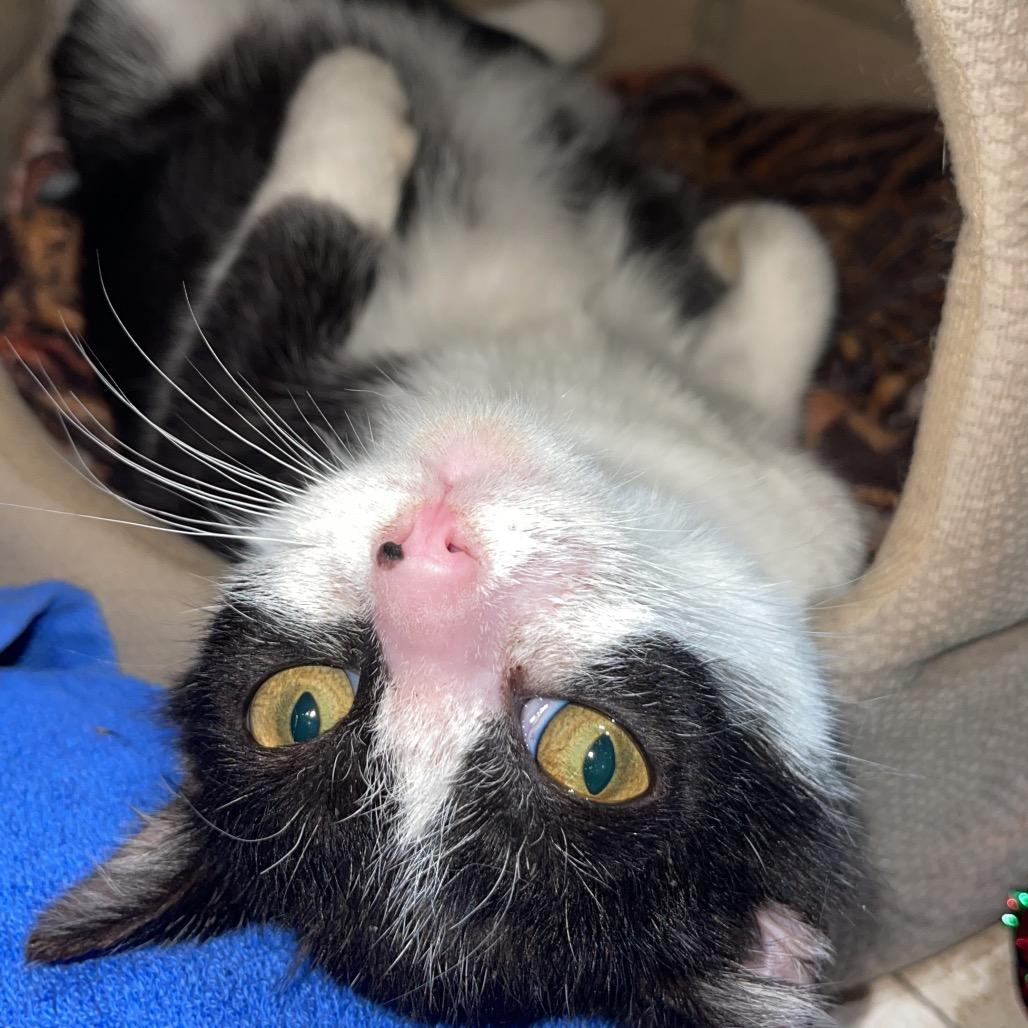 Enlarge Siobhan, a Adoptable Domestic Short Hair in Long Beach, CA image 3/6