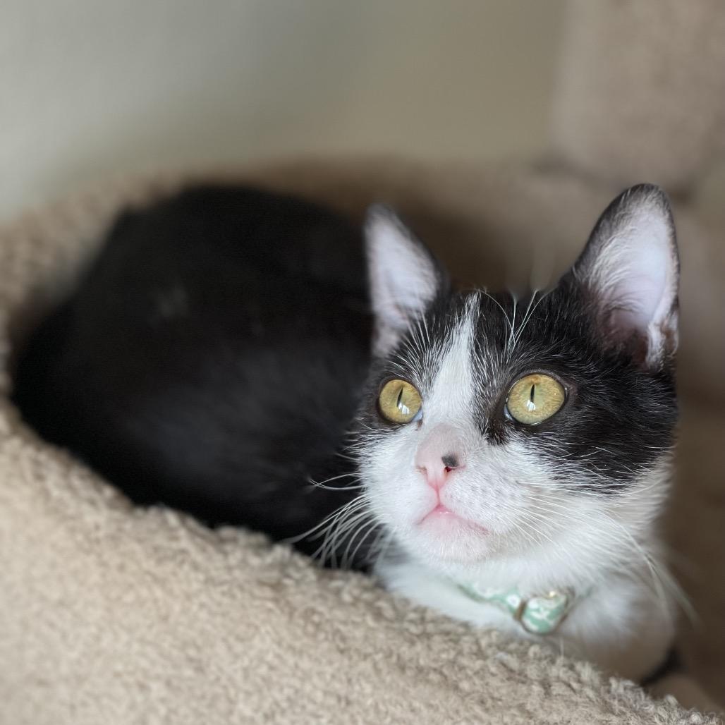 Enlarge Siobhan, a Adoptable Domestic Short Hair in Long Beach, CA image 4/6