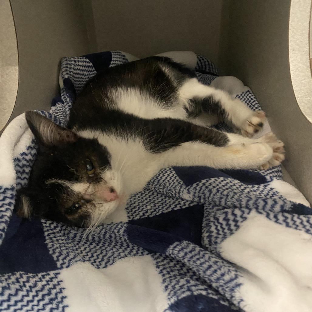 Enlarge Siobhan, a Adoptable Domestic Short Hair in Long Beach, CA image 5/6