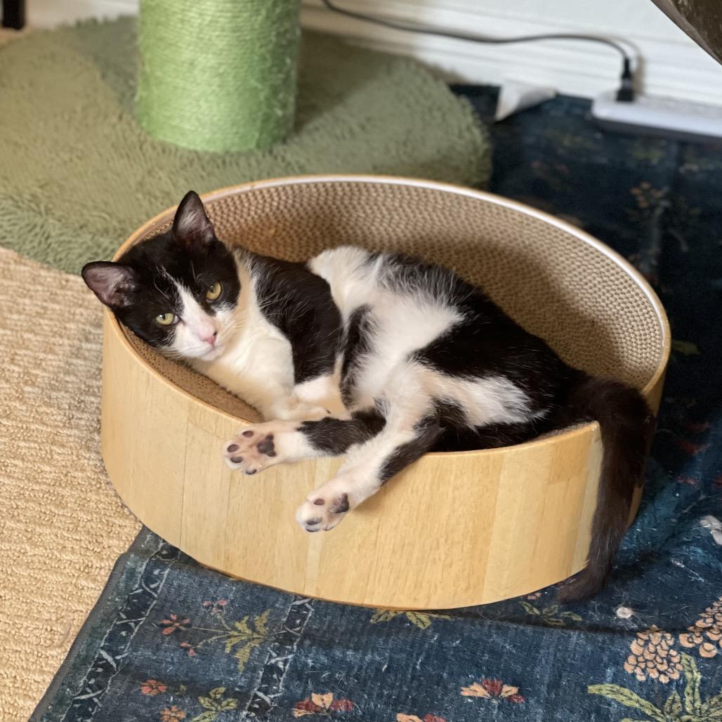 Enlarge Siobhan, a Adoptable Domestic Short Hair in Long Beach, CA image 6/6