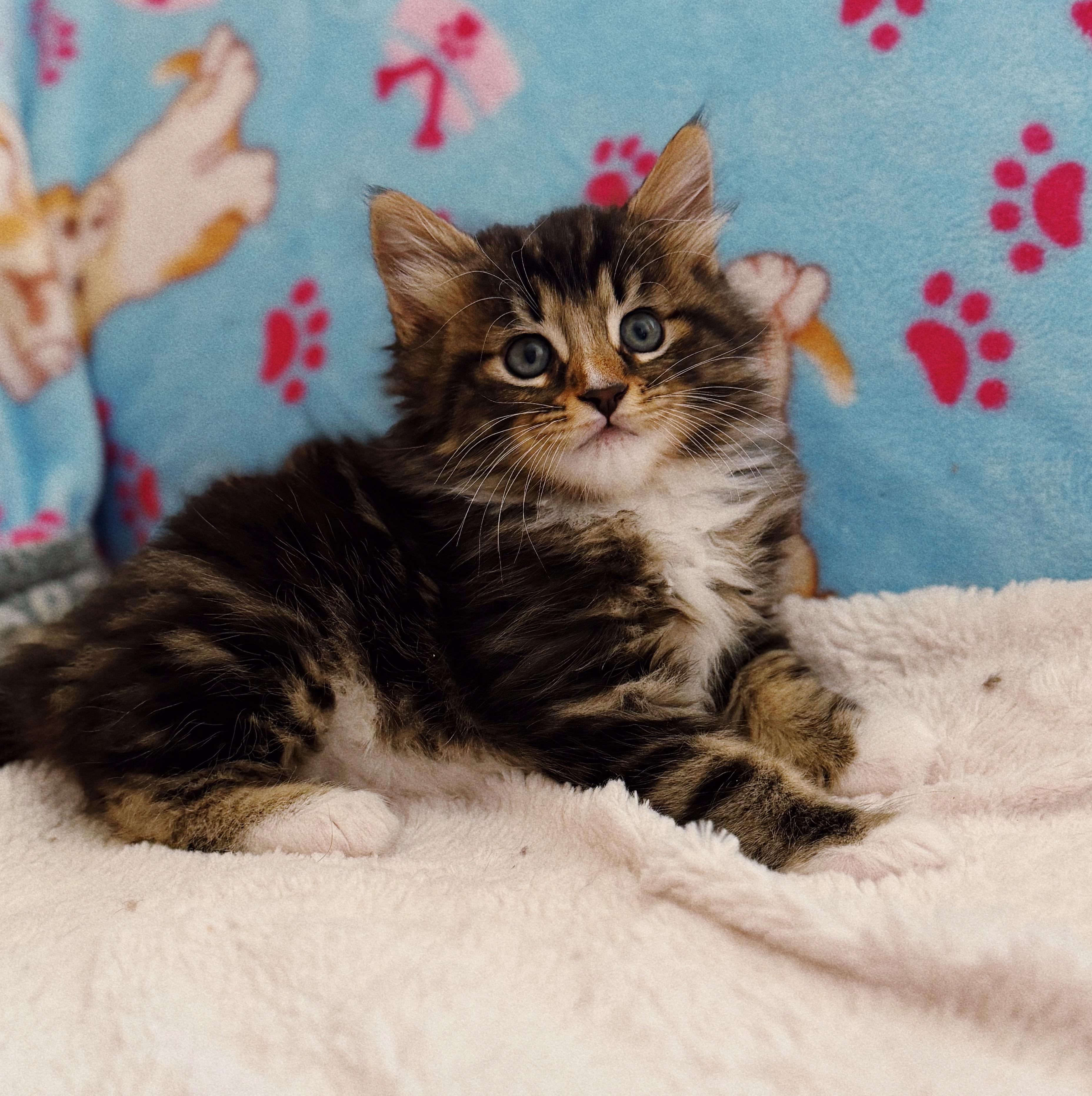 Jake, adopted, Kitten Male Domestic Long Hair.