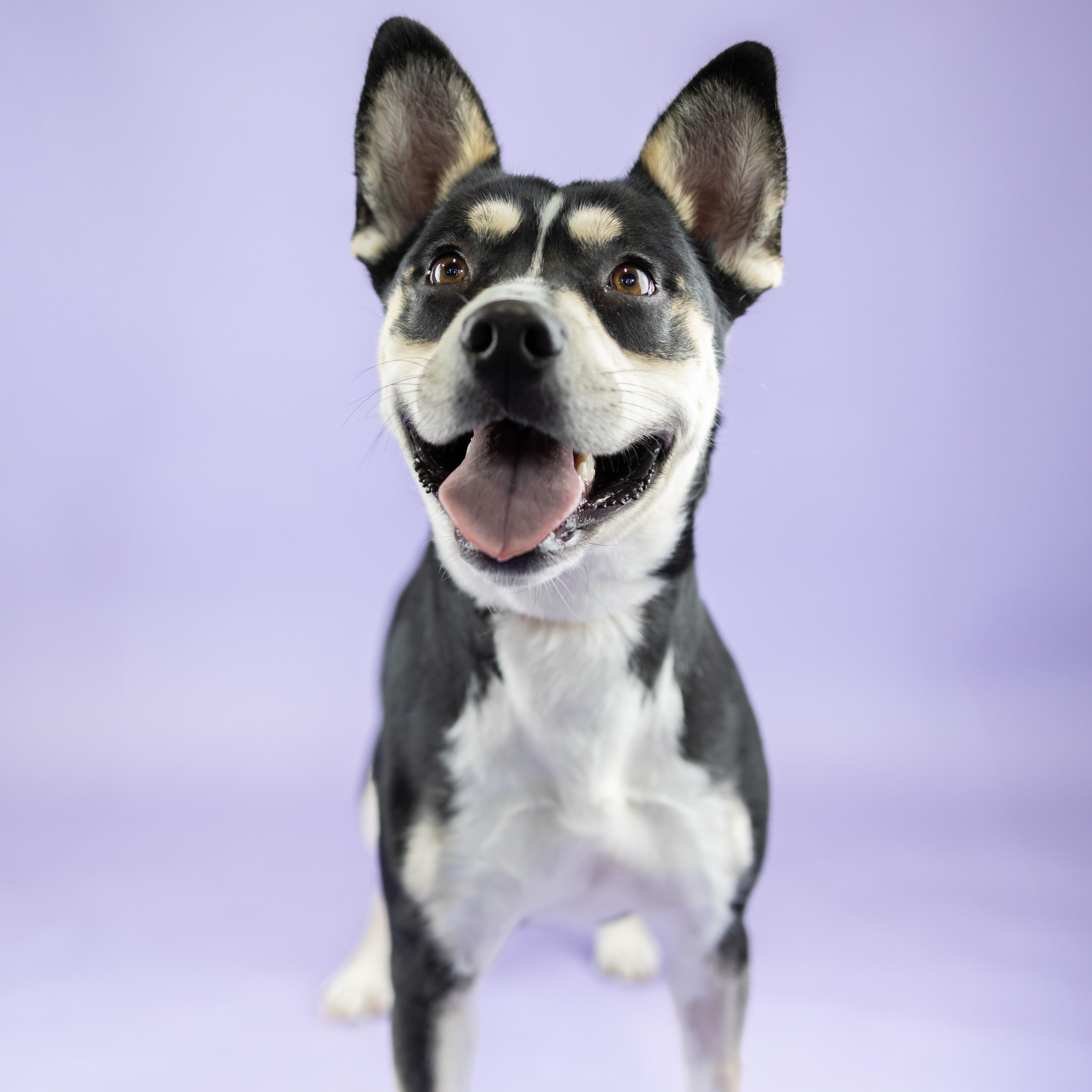 Bailey, Adoptable, Adult Female Mixed Breed.