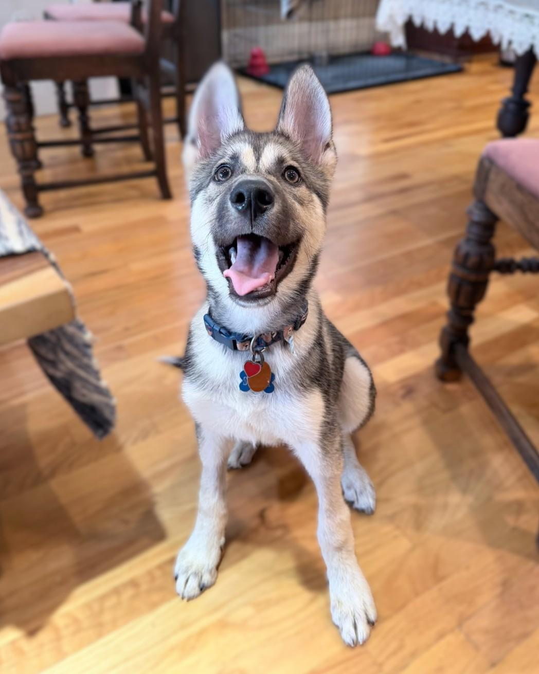 Storm, adopted, Young Male German Shepherd Dog & Husky.