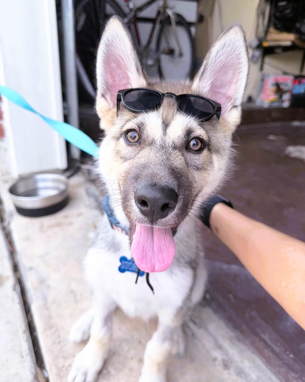 Enlarge Storm, an adopted mixed breed in Houston, TX image 2/4