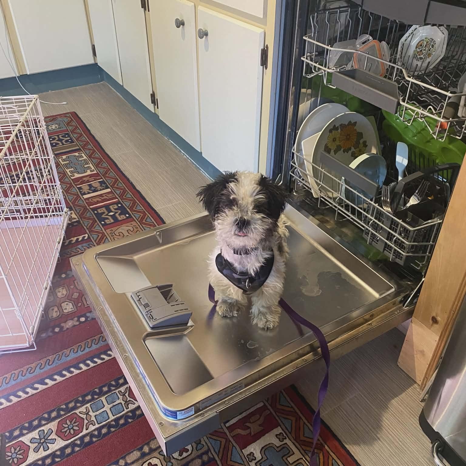 Leo, adopted, Young Male Shih Tzu.