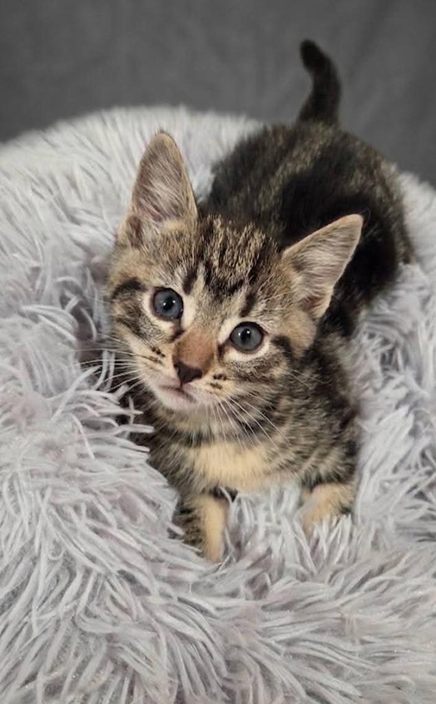 Enlarge Ribbit, a Adoptable mixed breed in Miami, OK image 2/4