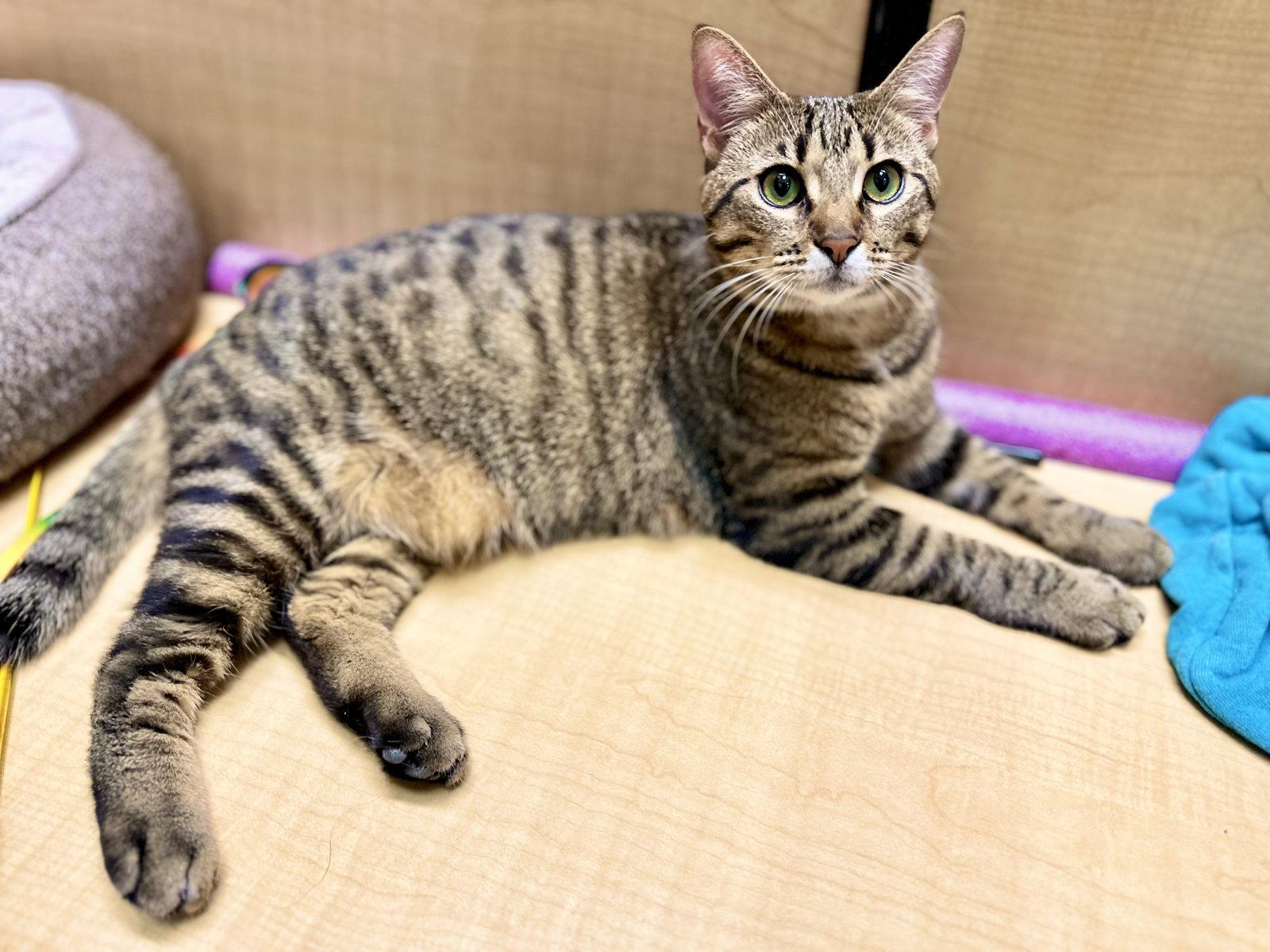 Meiji, Adoptable, Adult Female Domestic Short Hair.