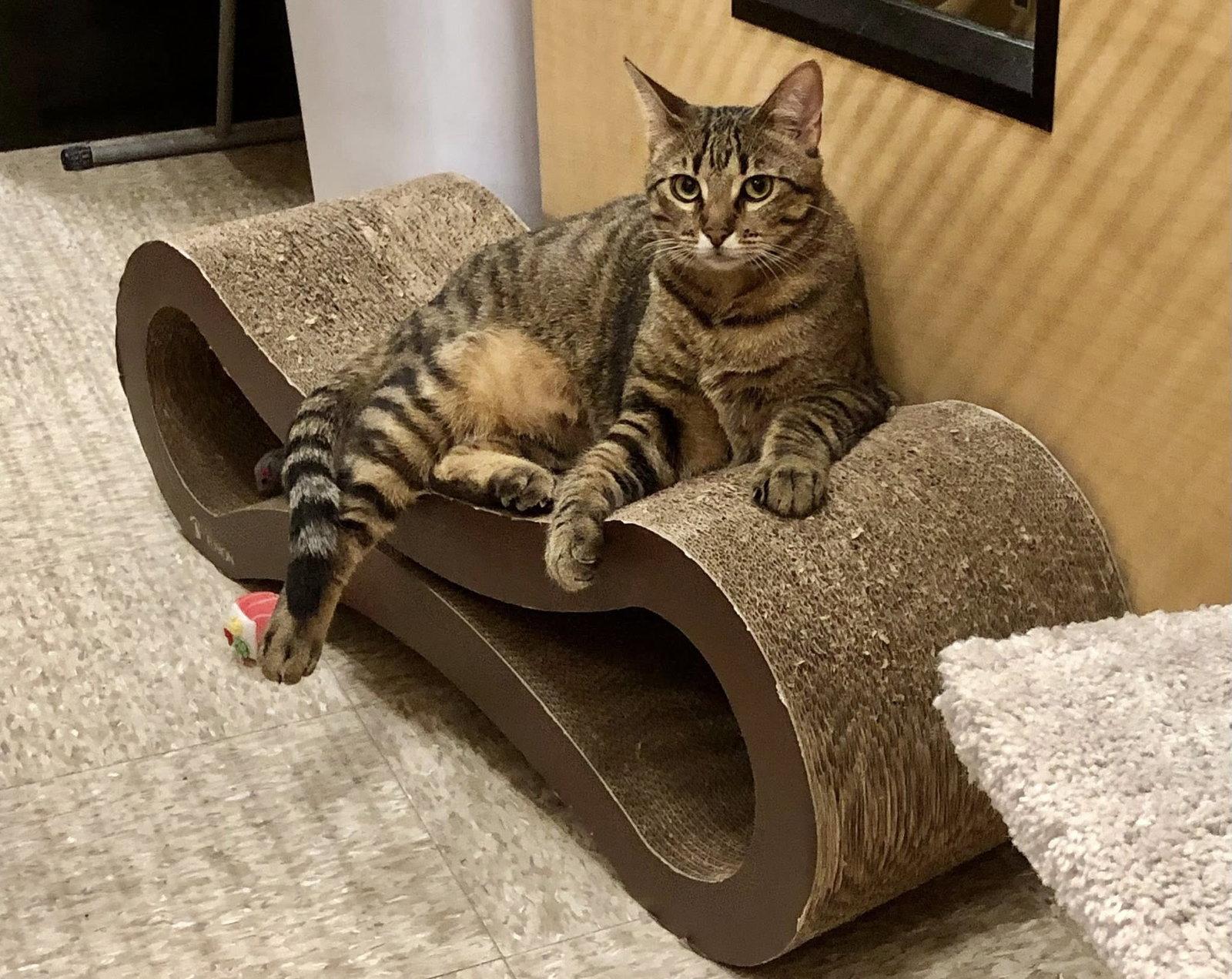 Meiji, a Adoptable Domestic Short Hair in Mission Viejo, CA image 2/3