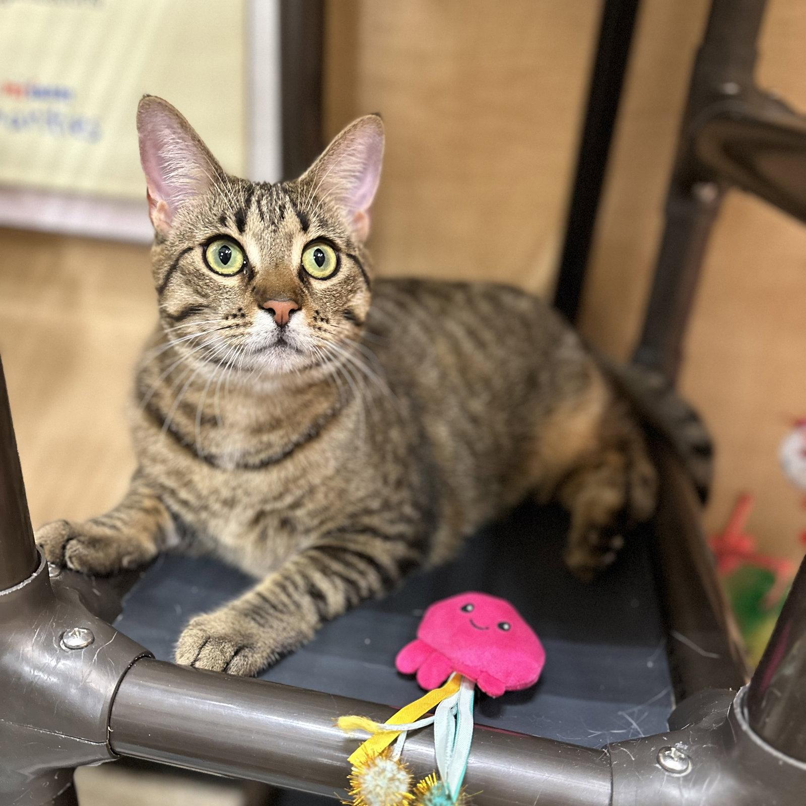 Enlarge Meiji, a Adoptable Domestic Short Hair in Mission Viejo, CA image 3/3
