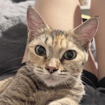 Veronica, Adoptable, Adult Female Domestic Short Hair.