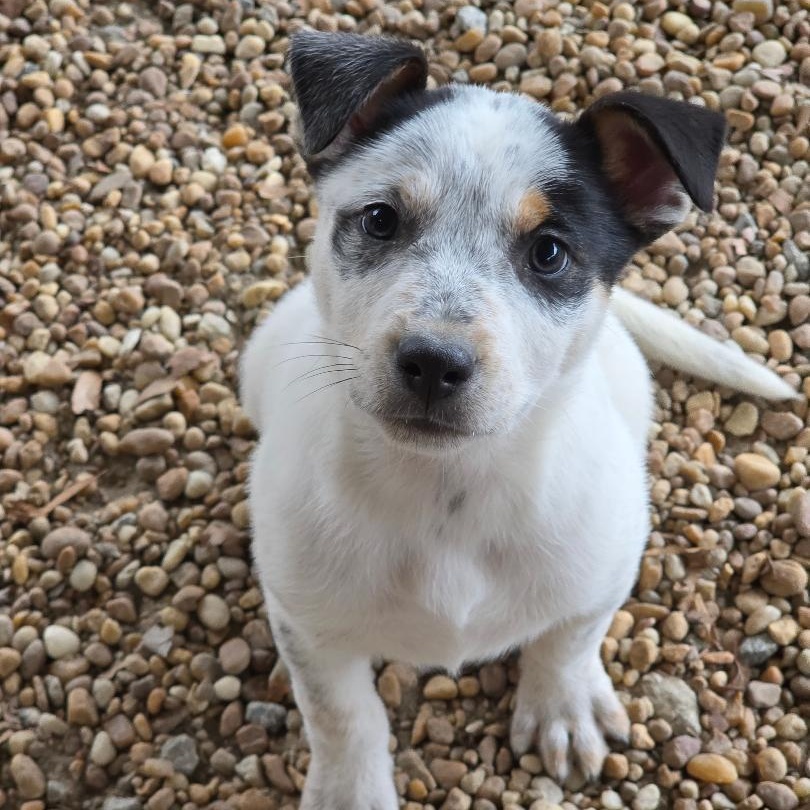 T.J. Maxx, ADOPTABLE, Young Female Australian Cattle Dog / Blue Heeler.