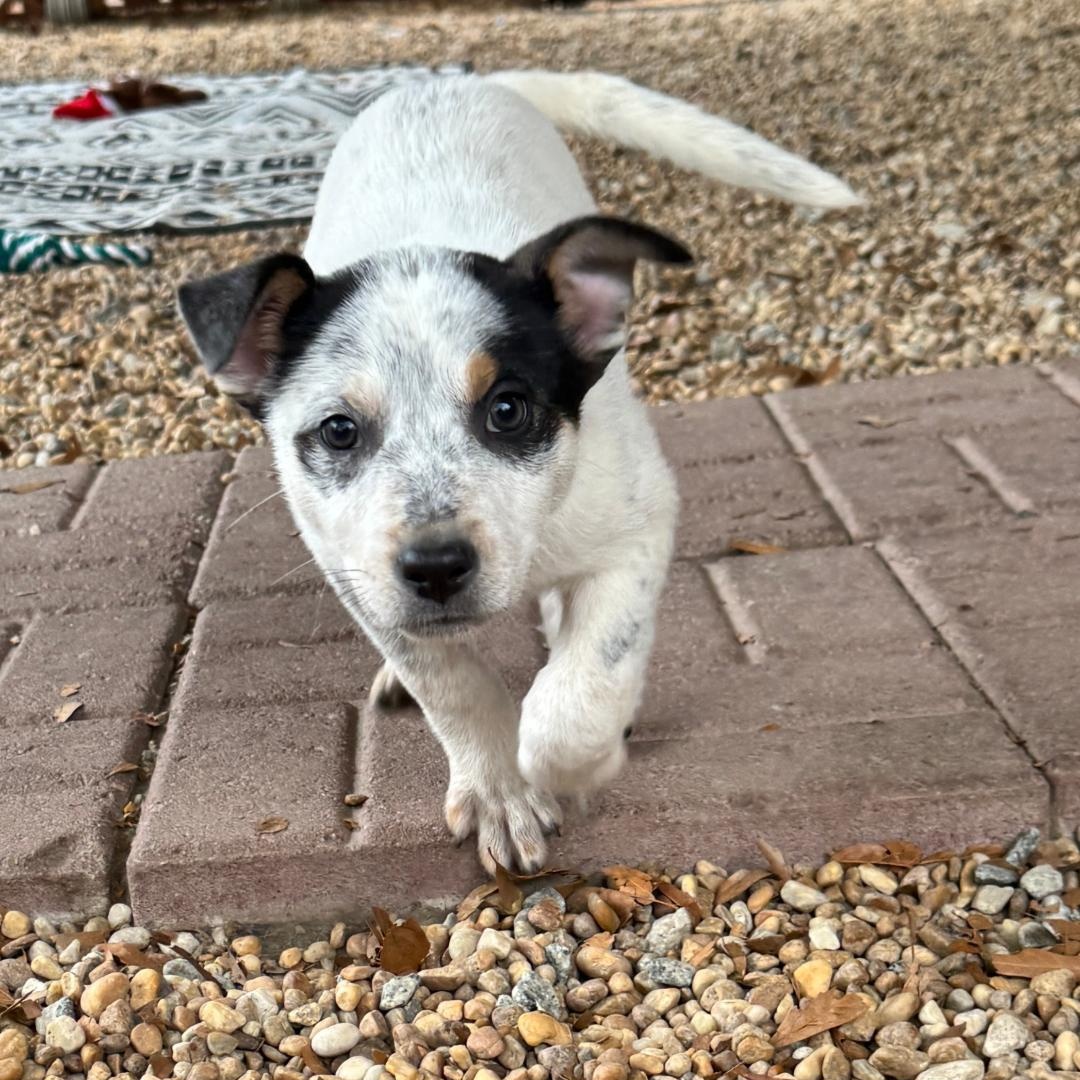 Enlarge T.J. Maxx, a ADOPTABLE mixed breed in Phenix City, AL image 2/3
