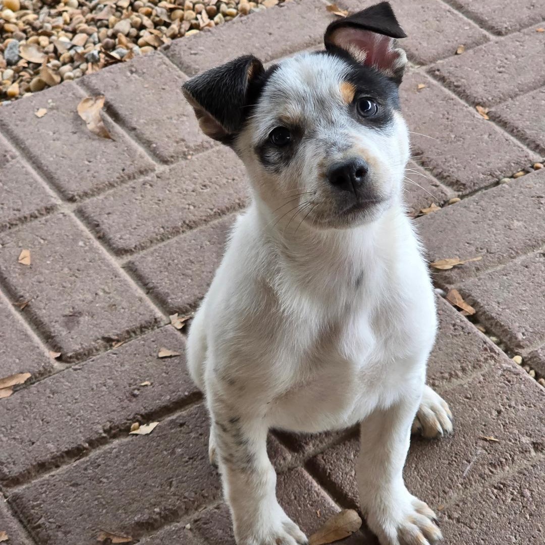 Enlarge T.J. Maxx, a ADOPTABLE mixed breed in Phenix City, AL image 3/3