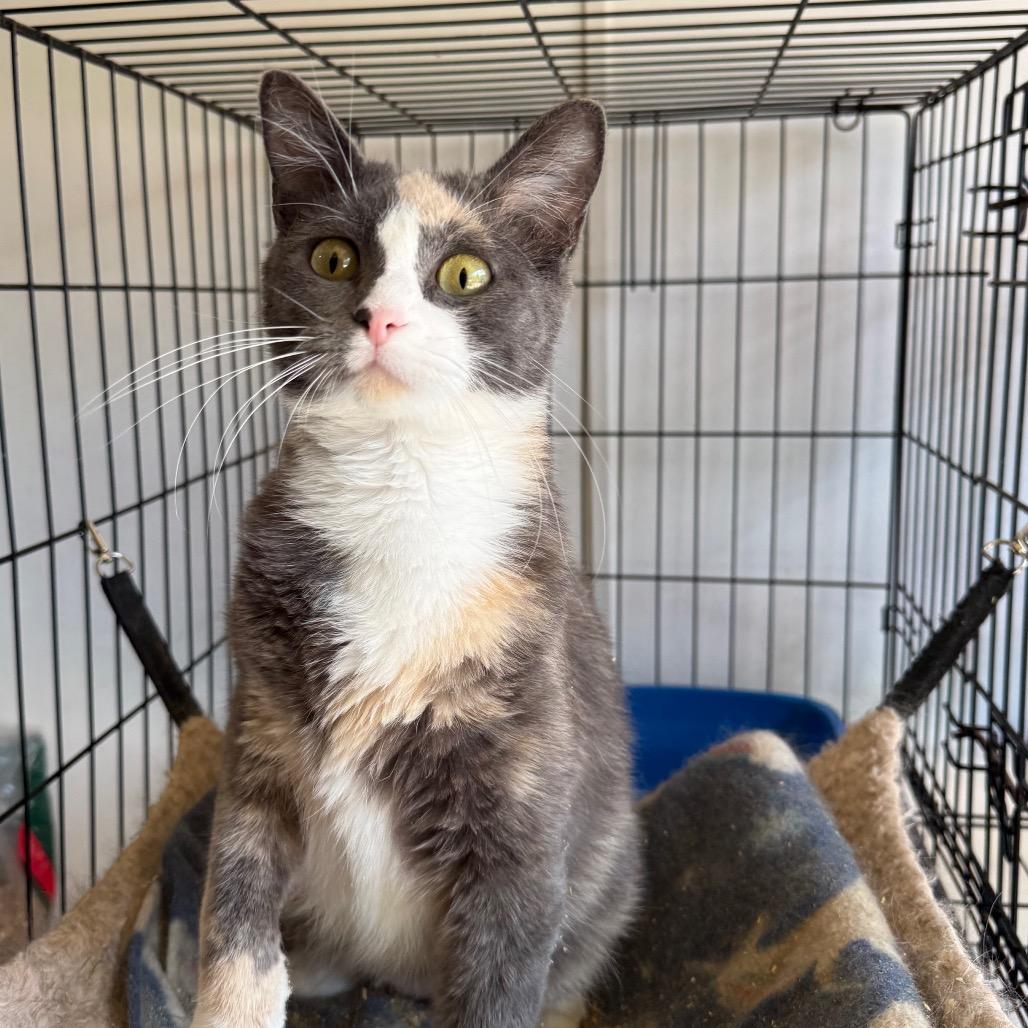 Sweets, Adoptable, Adult Female Domestic Short Hair.