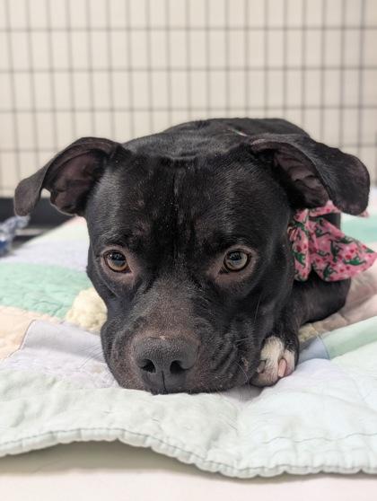 Enlarge Highlander, a Adoptable mixed breed in Inverness, FL image 2/4