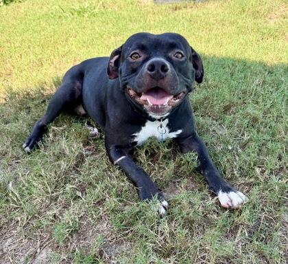 Highlander, Adoptable, Young Female Puggle & American Staffordshire Terrier.