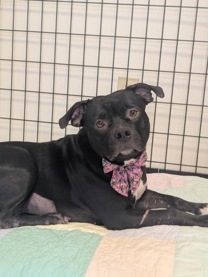 Enlarge Highlander, a Adoptable mixed breed in Inverness, FL image 3/4