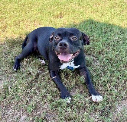 Enlarge Highlander, a Adoptable mixed breed in Inverness, FL image 4/4