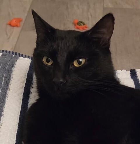 Jen, Adoptable, Kitten Female Domestic Medium Hair.