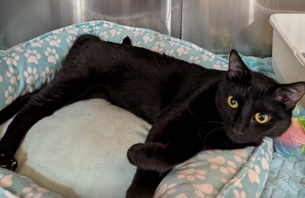 Enlarge Jen, a Adoptable mixed breed in Tucson, AZ image 3/3
