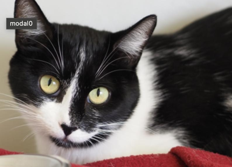 Enlarge Falcon, a Adopted Domestic Short Hair in Buena Vista, CO image 2/3